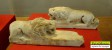 Sculpture romaine de lions (qu'on peut voir reproduits à divers endroits à Razgrad), musée d'Abritus Salle d'exposition Musées Abritus