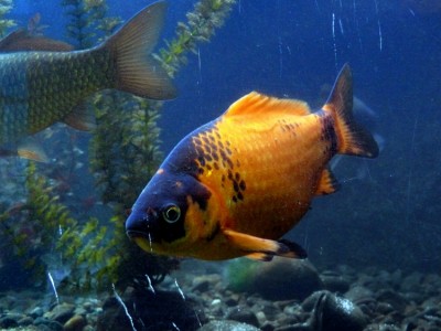 Aquarium de Varna, Bulgarie